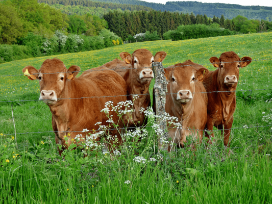 vache limousine
